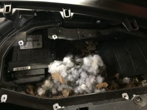 What you know about How To Get Mouse Smell Out Of Car Vents?