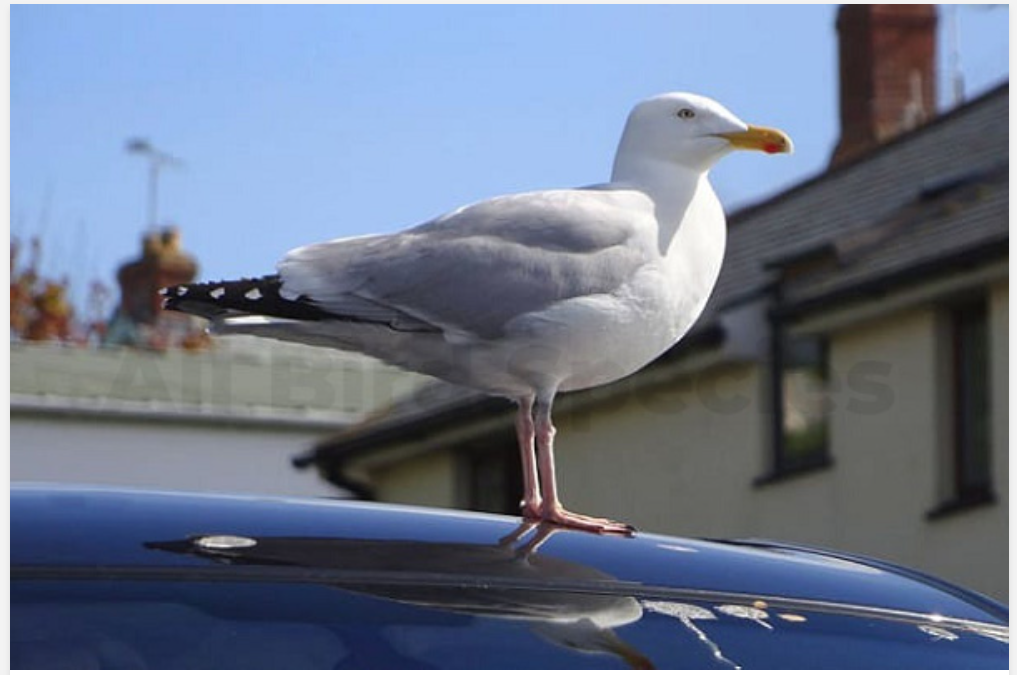 Do you know How To Keep Birds From Pooping In Your Car ?