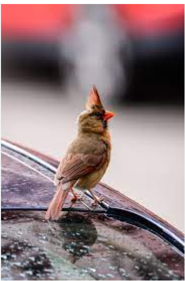 Do you understand How To Keep Birds From Pooping In Your Car ?