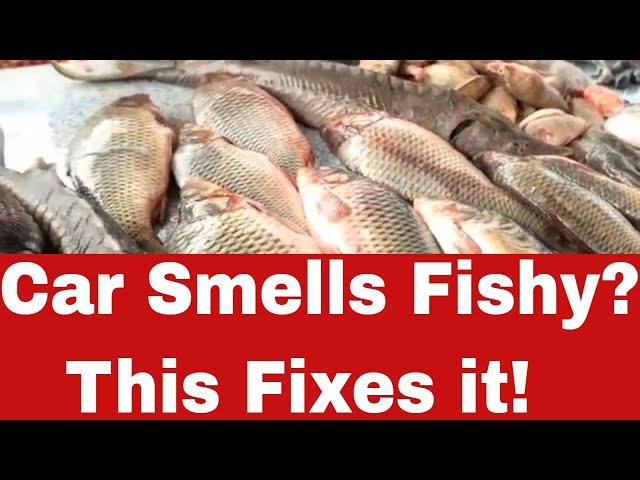 why you need How To Get Fish Smell Out Of Car Carpet?